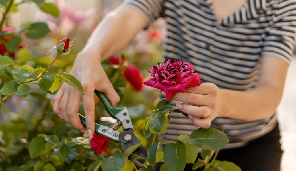 A gardener pruning a rose bush.